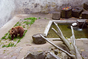 Medvěd na Krumlovském zámku